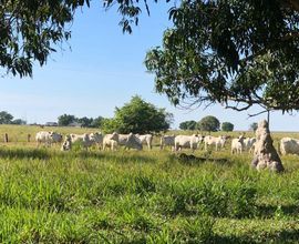 sitio-nova-mutum-imagem
