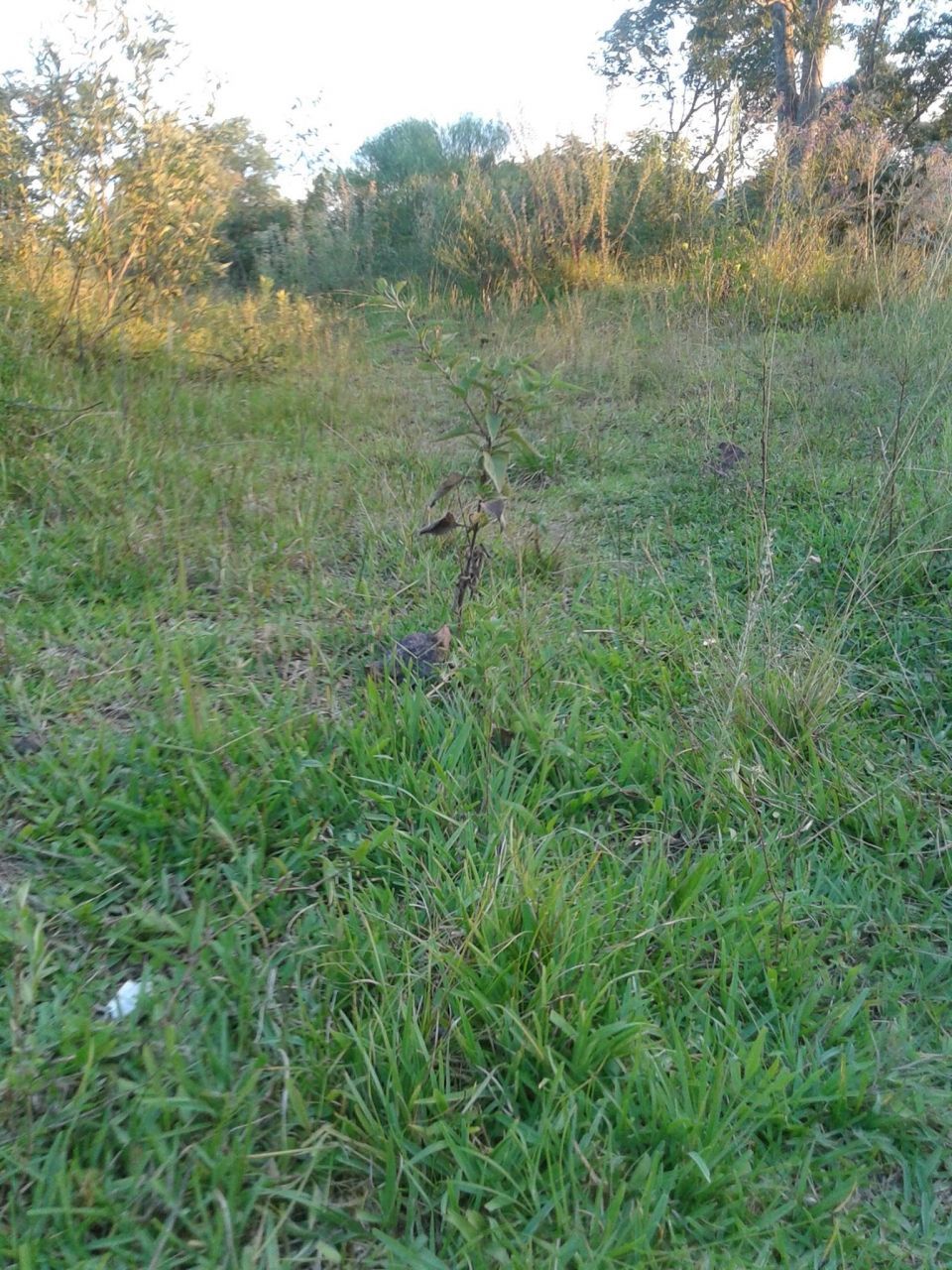 Terreno, 360 m² - Foto 1