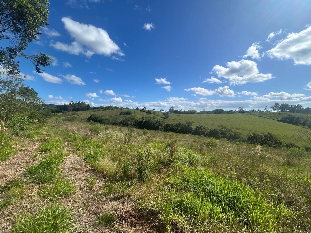 Terreno, 29 hectares - Foto 4