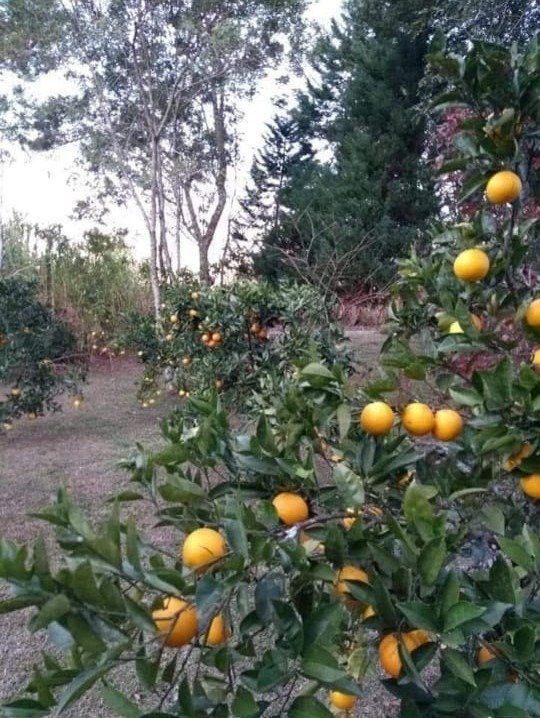 Sítio à venda com 2 quartos, 91m² - Foto 8