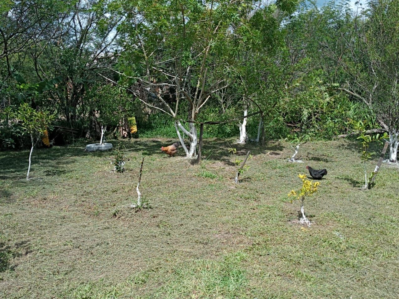 Chácara, 4 quartos, 1000 m² - Foto 38
