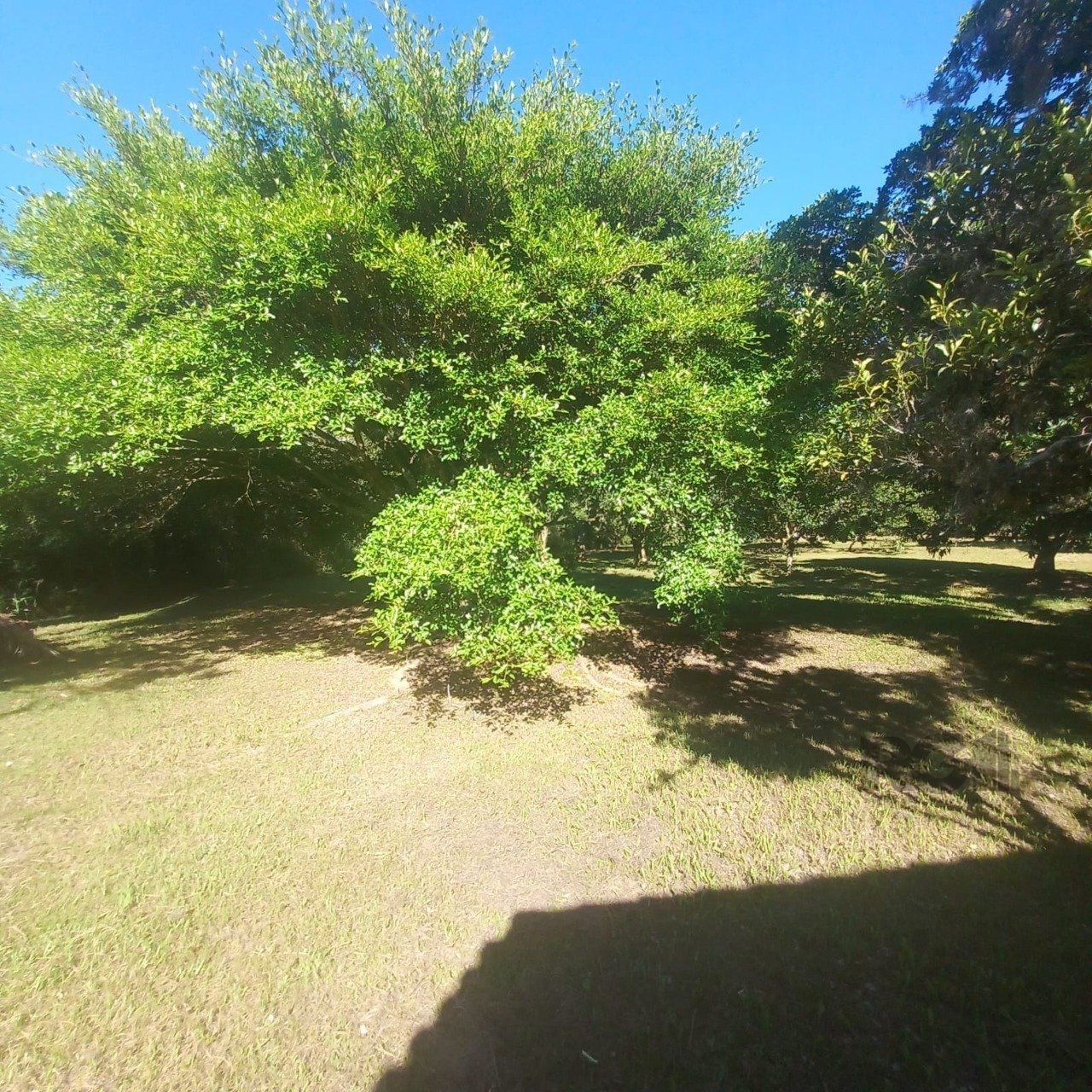 Sítio, 3 quartos, 6 hectares - Foto 27