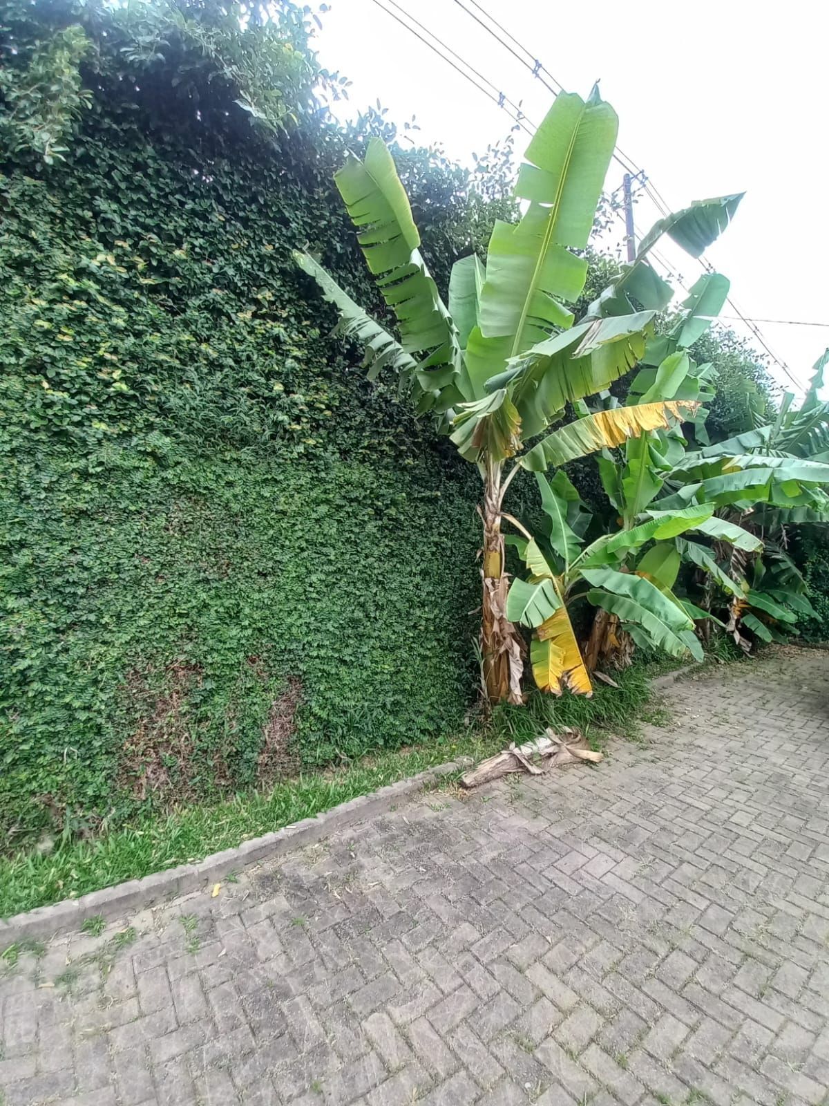 Casa, 6 quartos, 350 m² - Foto 27