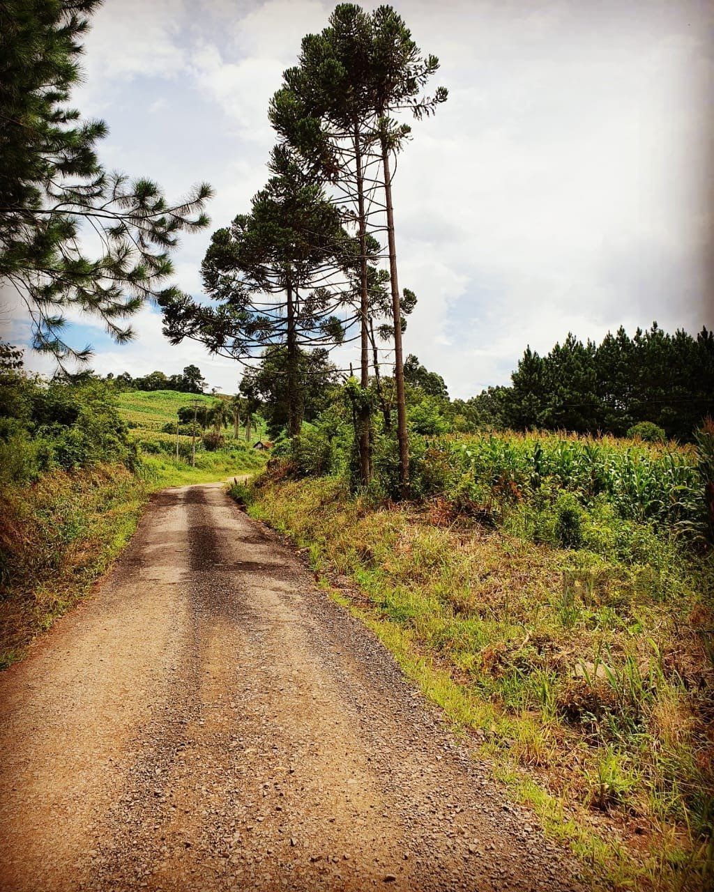 Chácara, 2 quartos, 3000 m² - Foto 10