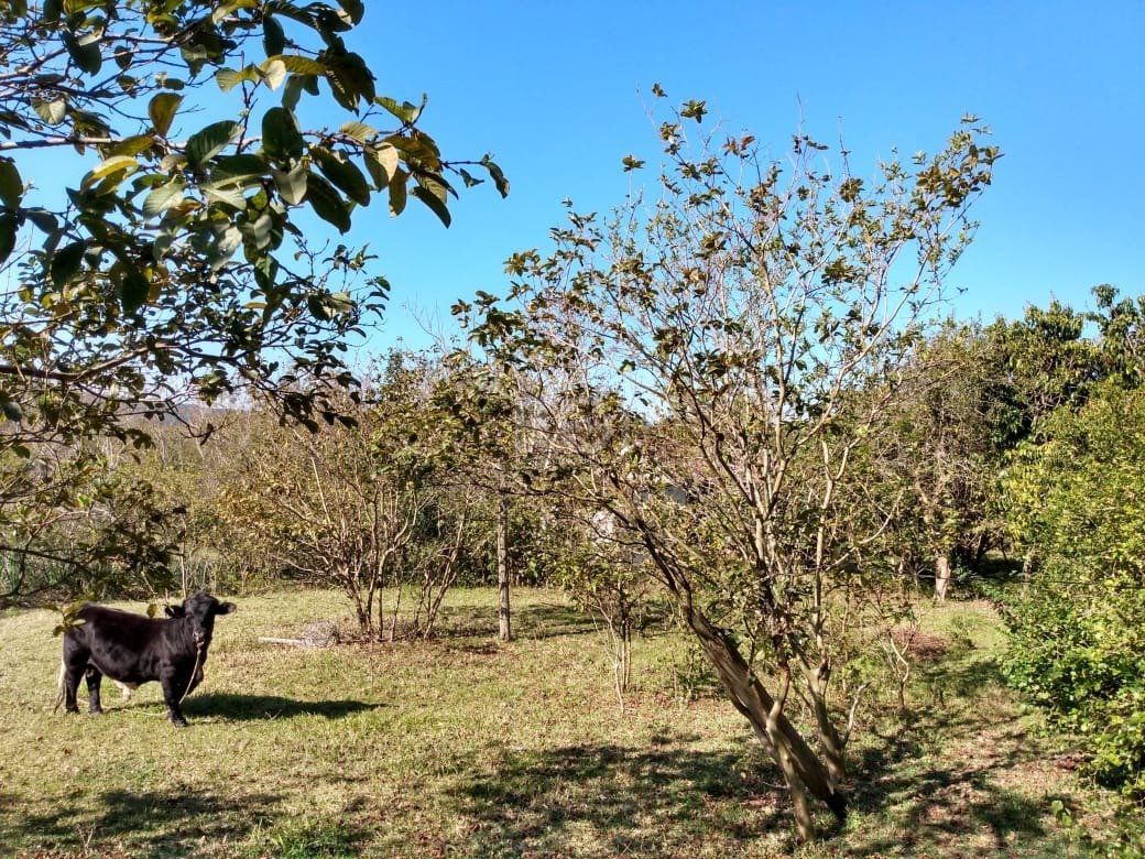 Terreno, 4 hectares - Foto 8