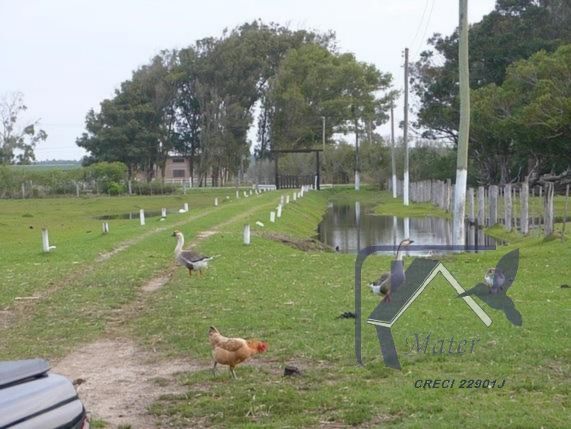Sítio à venda com 3 quartos, 300m² - Foto 8