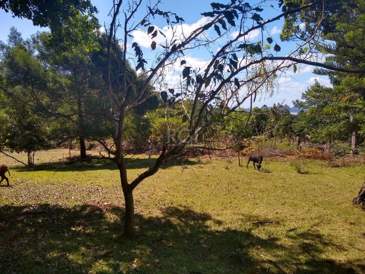 Sítio à venda com 3 quartos, 3960m² - Foto 11