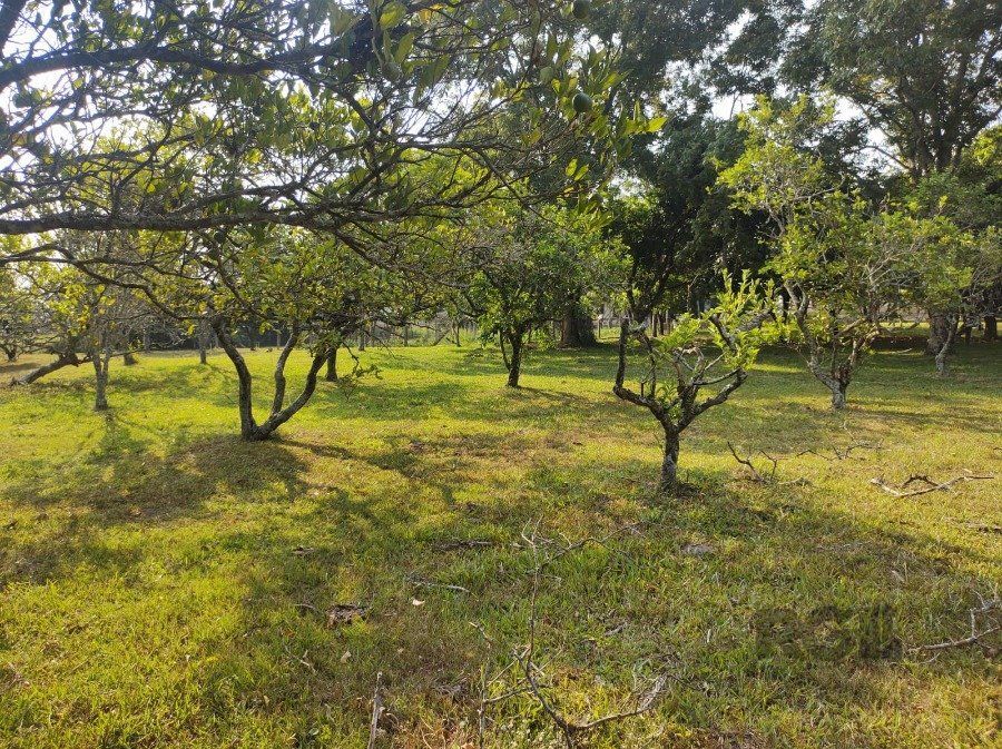 Sítio à venda com 5 quartos, 400m² - Foto 23