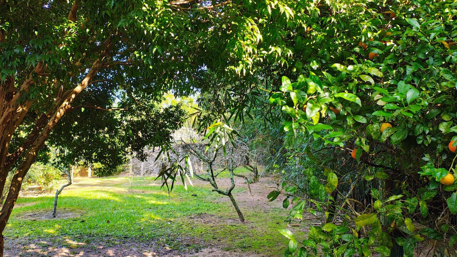 Fazenda à venda com 4 quartos, 255m² - Foto 13