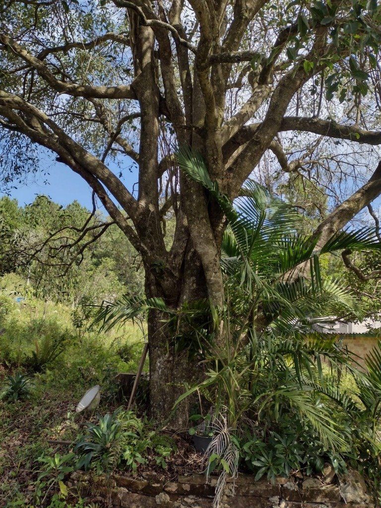 Sítio à venda com 1 quarto, 211m² - Foto 5