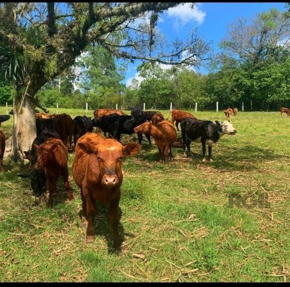Fazenda à venda com 4 quartos, 22001m² - Foto 7