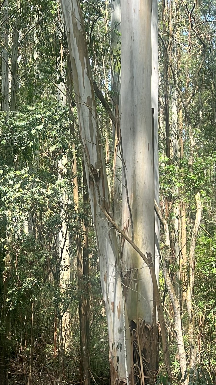 Terreno, 114 hectares - Foto 4