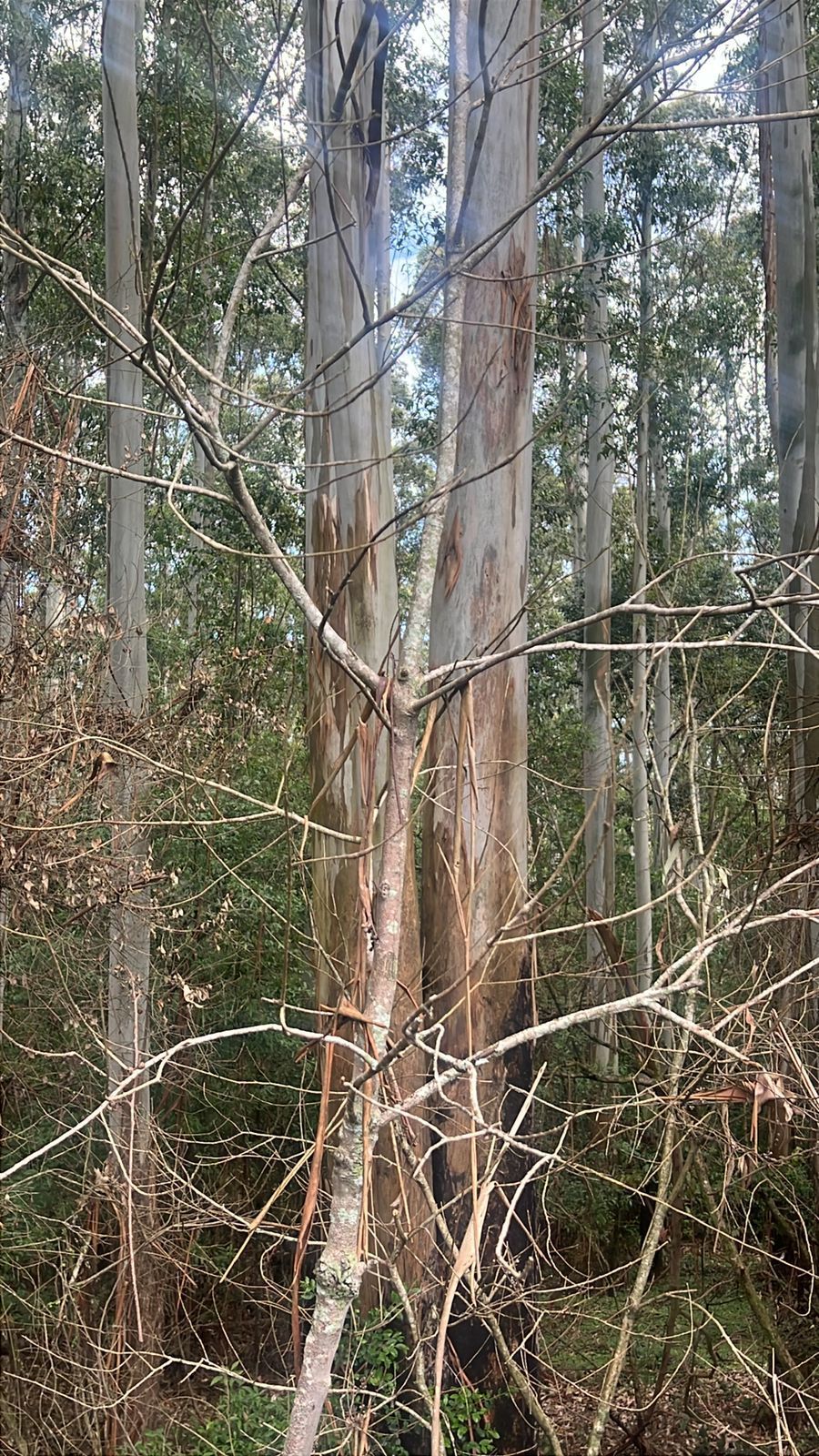 Terreno, 114 hectares - Foto 5