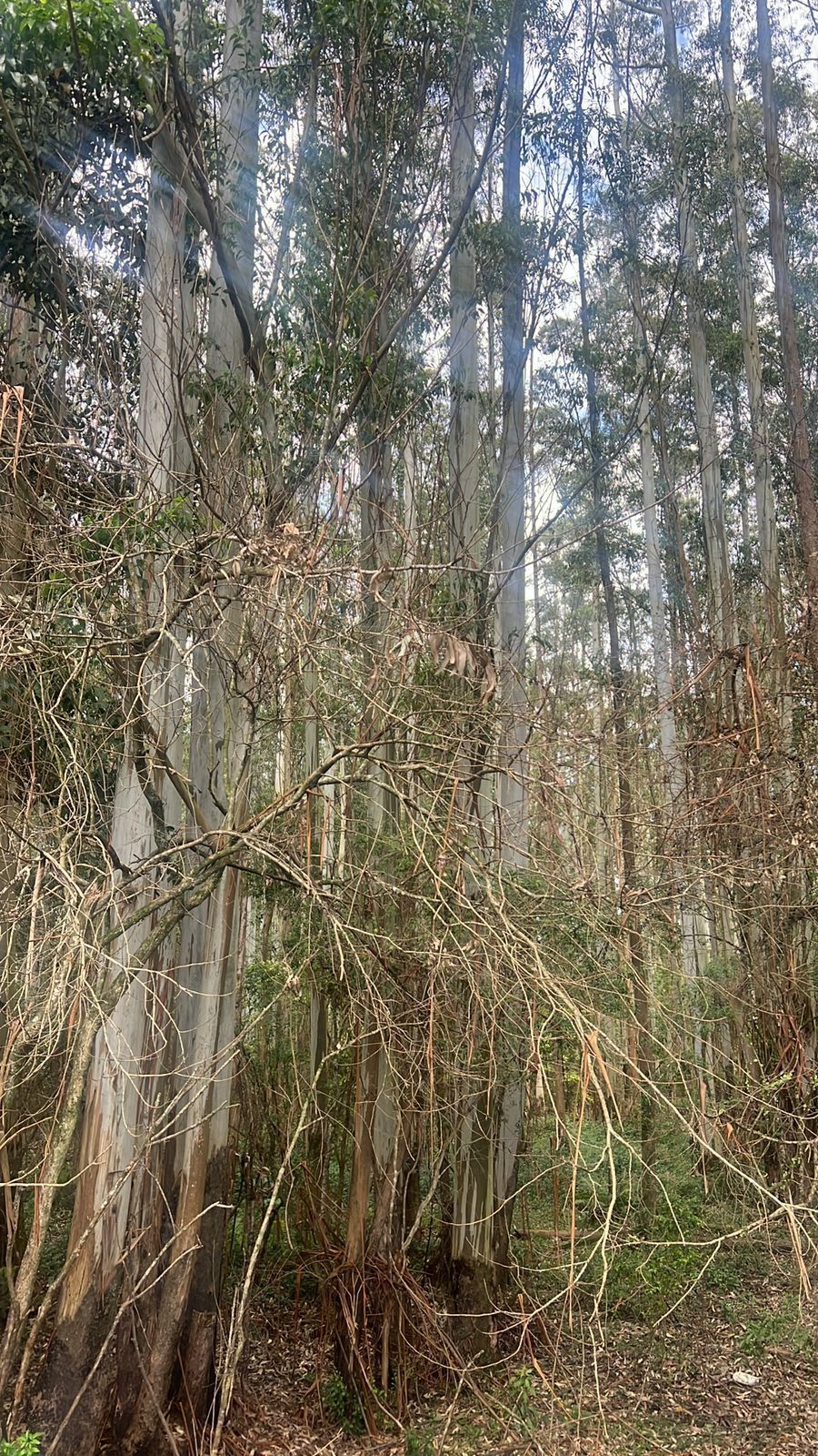 Terreno, 114 hectares - Foto 2