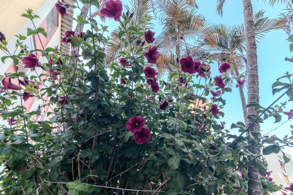 Apartamento, 2 quartos, 61 m² - Foto 11