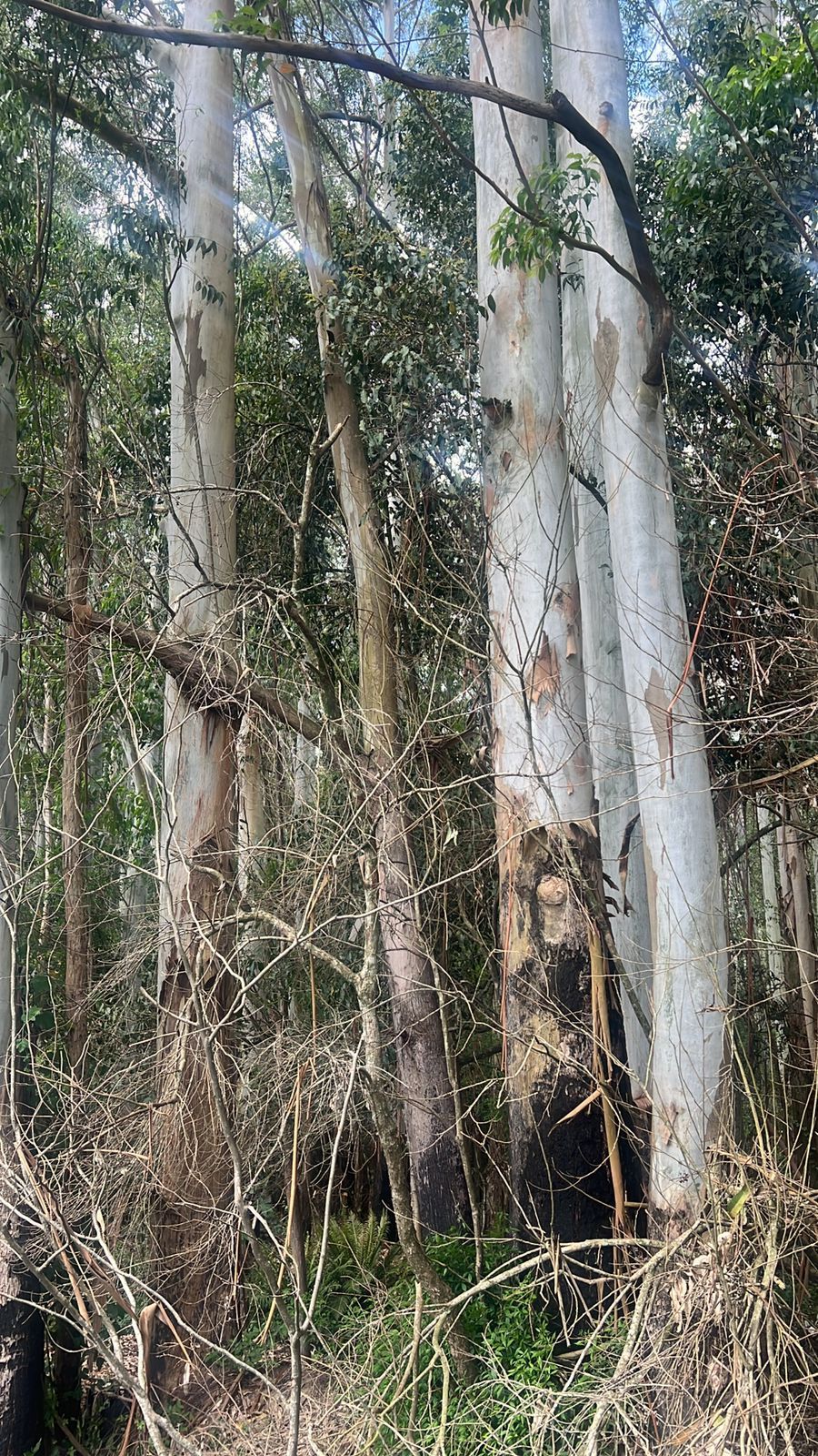 Terreno, 114 hectares - Foto 3