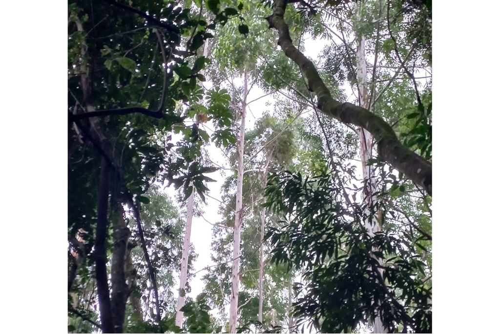 Sítio, 59999 m² - Foto 5