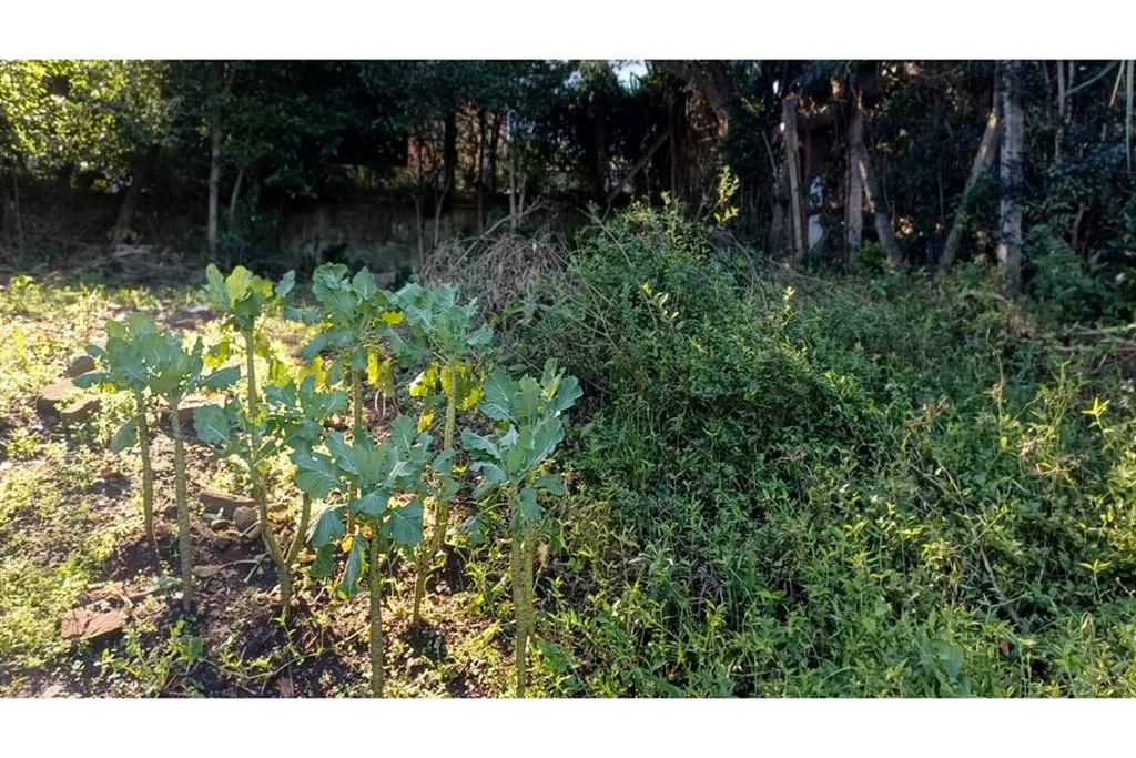 Chácara, 1 m² - Foto 4