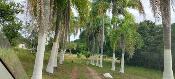 Sítio 1 dormitório no bairro Belém Velho