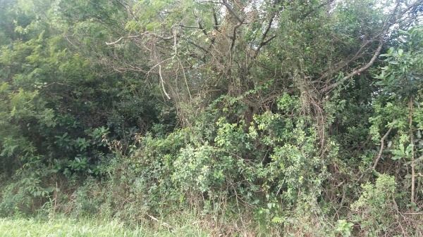 Terreno à venda, 2099m² - Foto 3