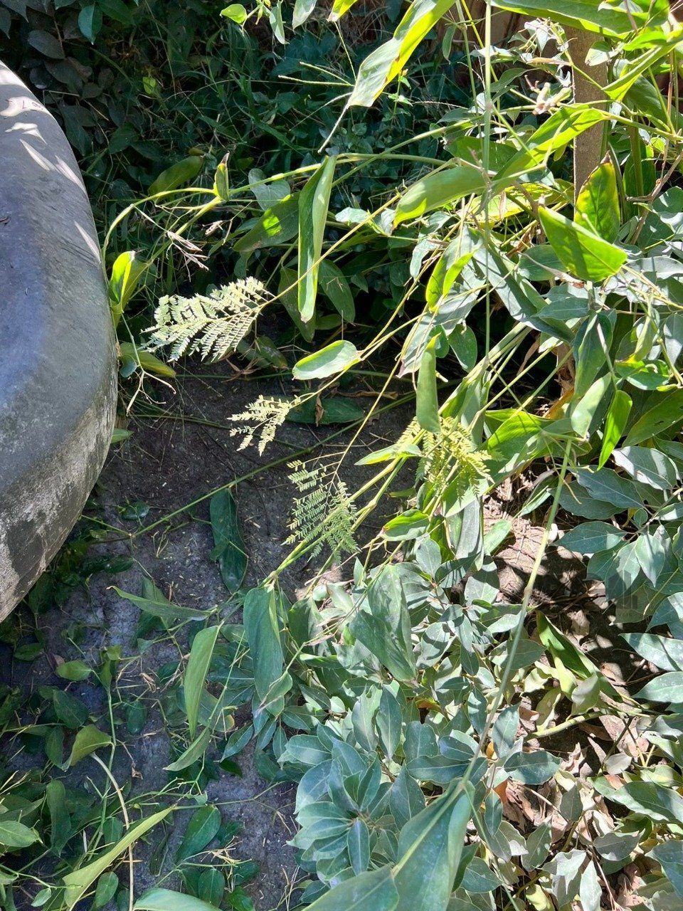 Terreno, 360 m² - Foto 14