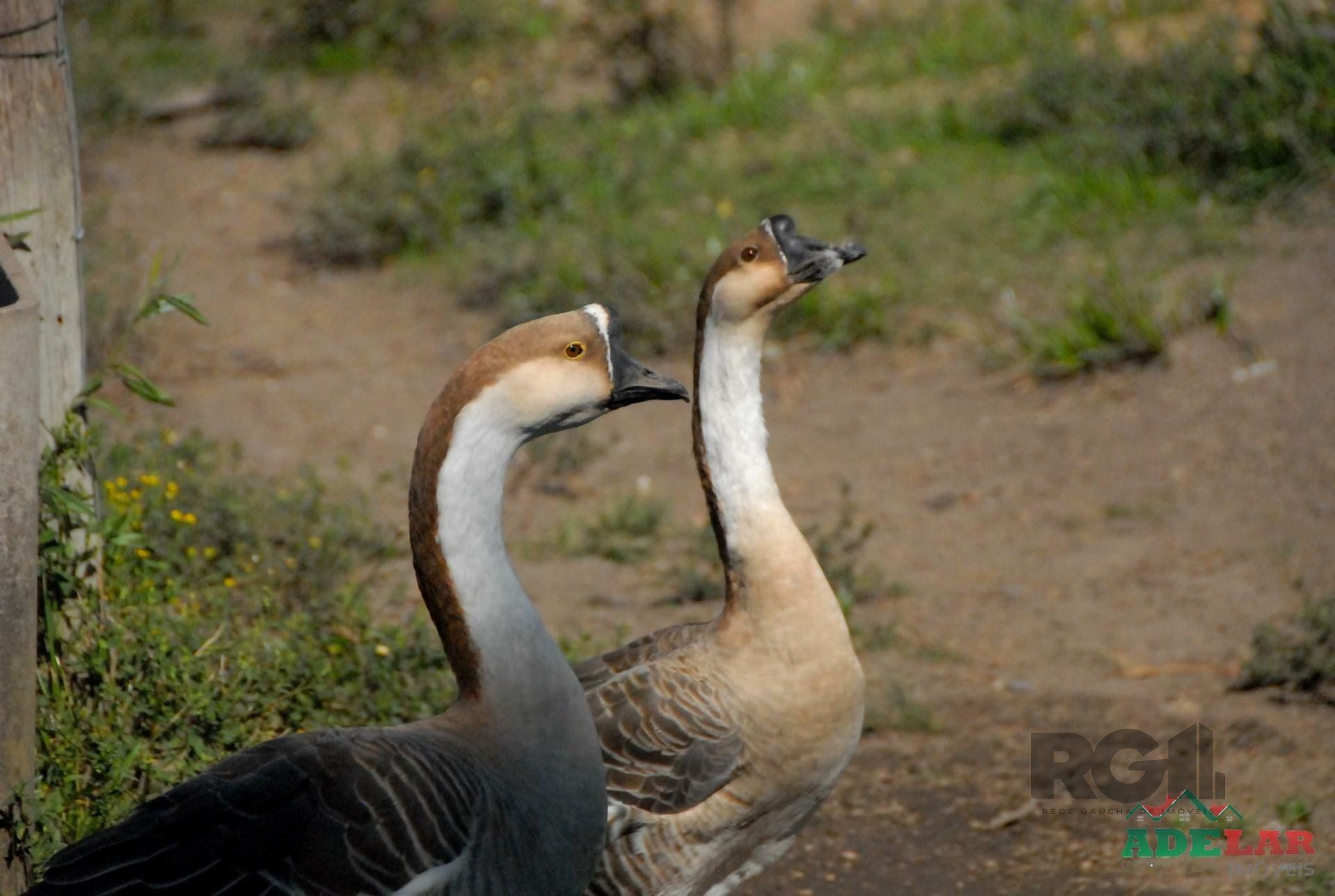 Chácara, 2 quartos, 2 hectares - Foto 12