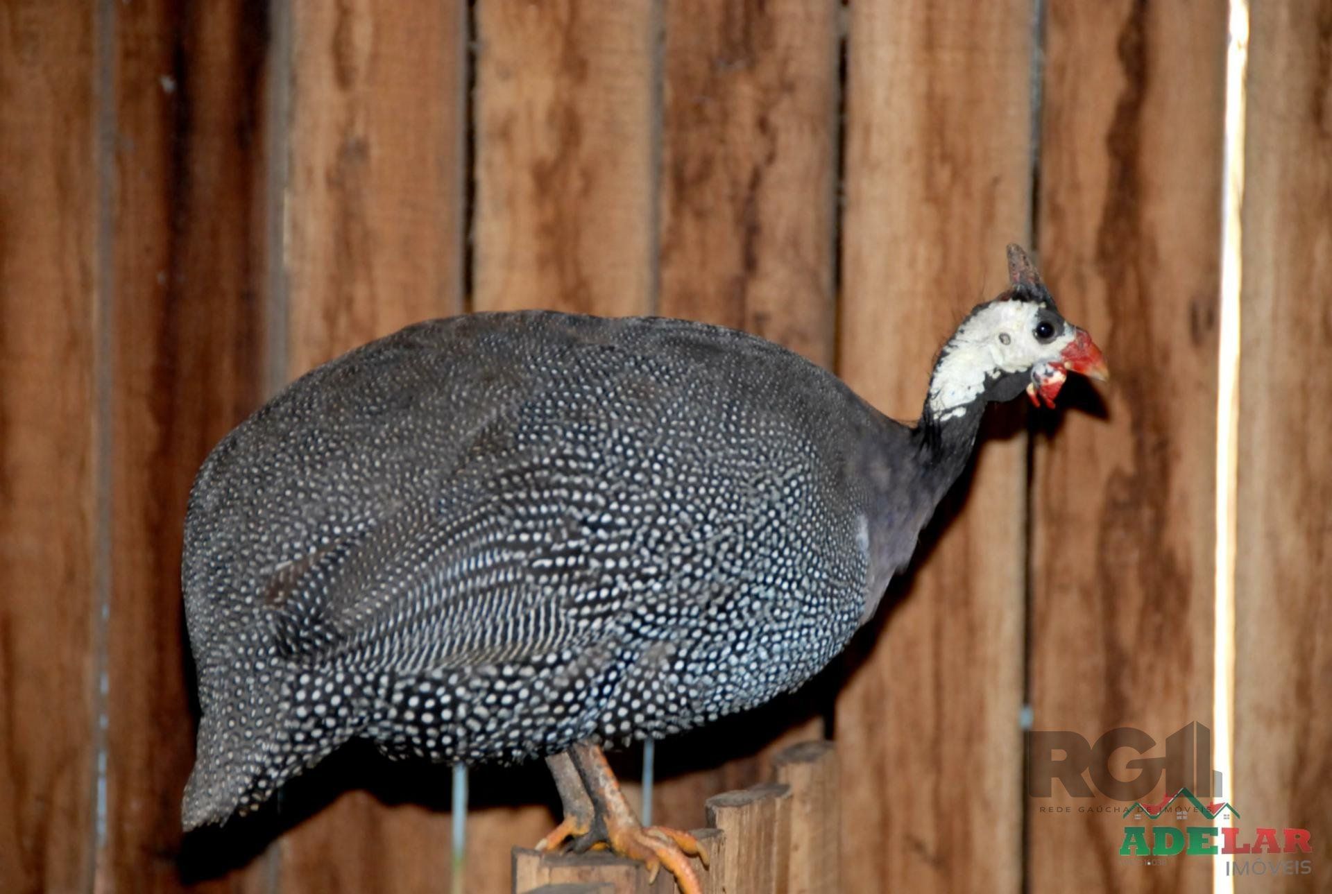 Chácara, 2 quartos, 2 hectares - Foto 25