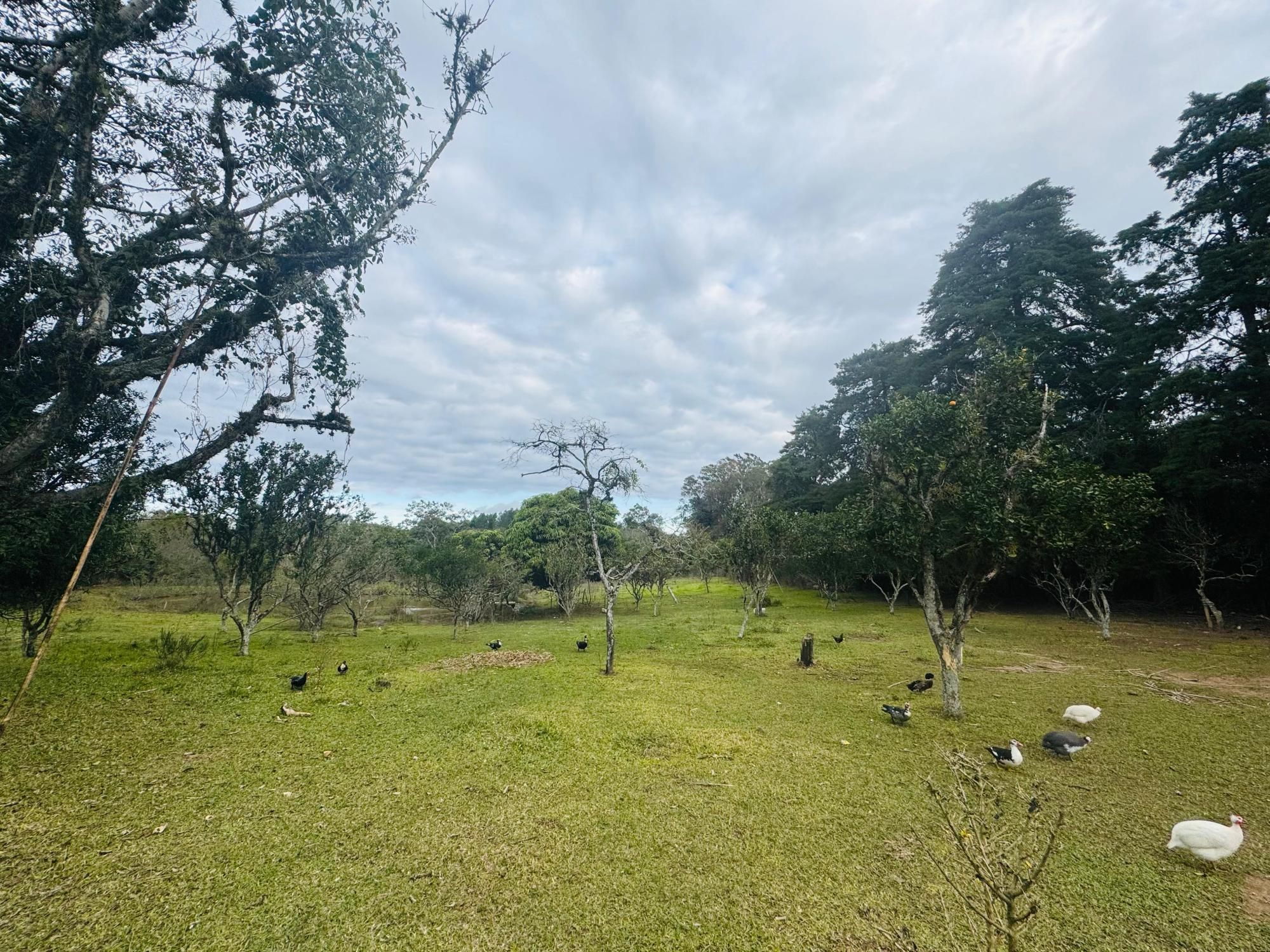 Chácara à venda com 2 quartos, 1m² - Foto 17