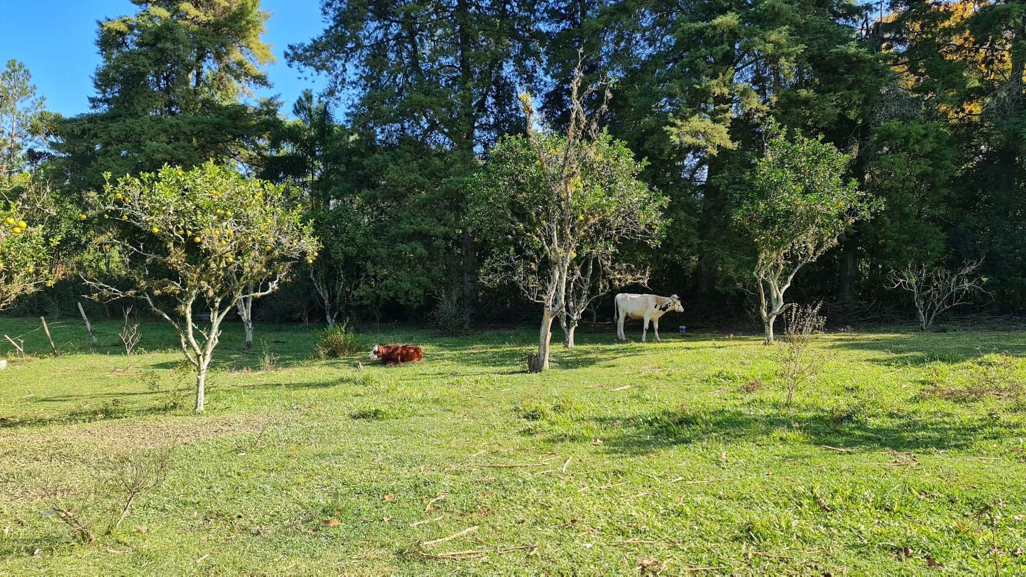 Chácara à venda com 2 quartos, 1m² - Foto 18