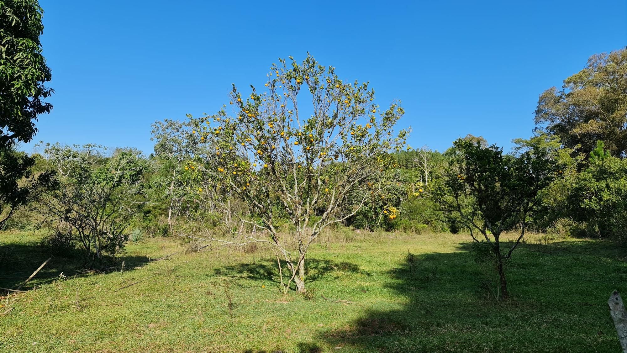 Chácara à venda com 2 quartos, 1m² - Foto 21
