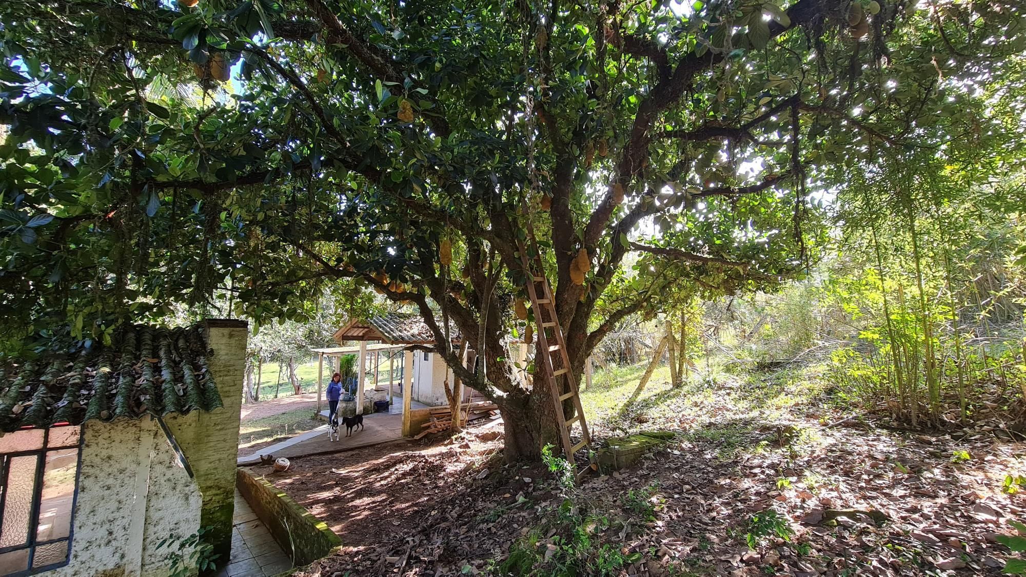 Chácara à venda com 2 quartos, 1m² - Foto 10