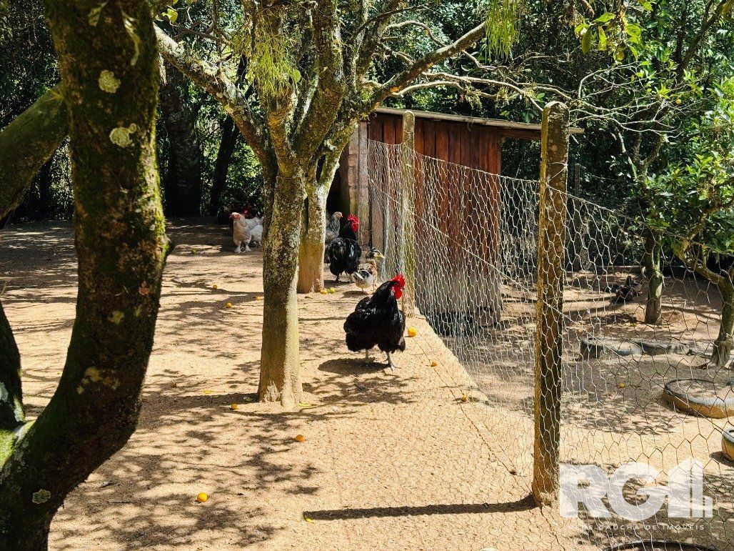 Sítio à venda com 3 quartos, 110m² - Foto 14
