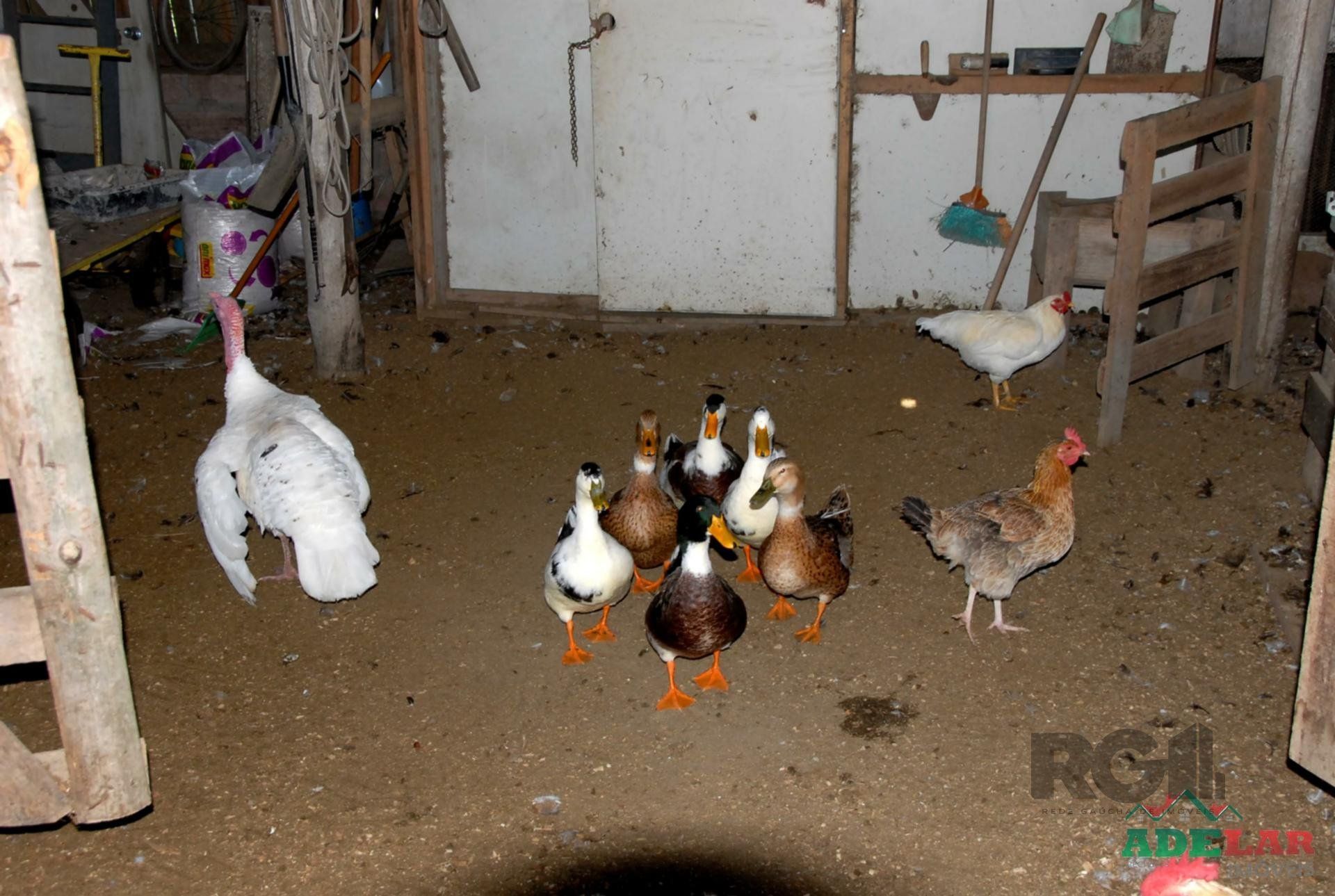 Chácara, 2 quartos, 2 hectares - Foto 21