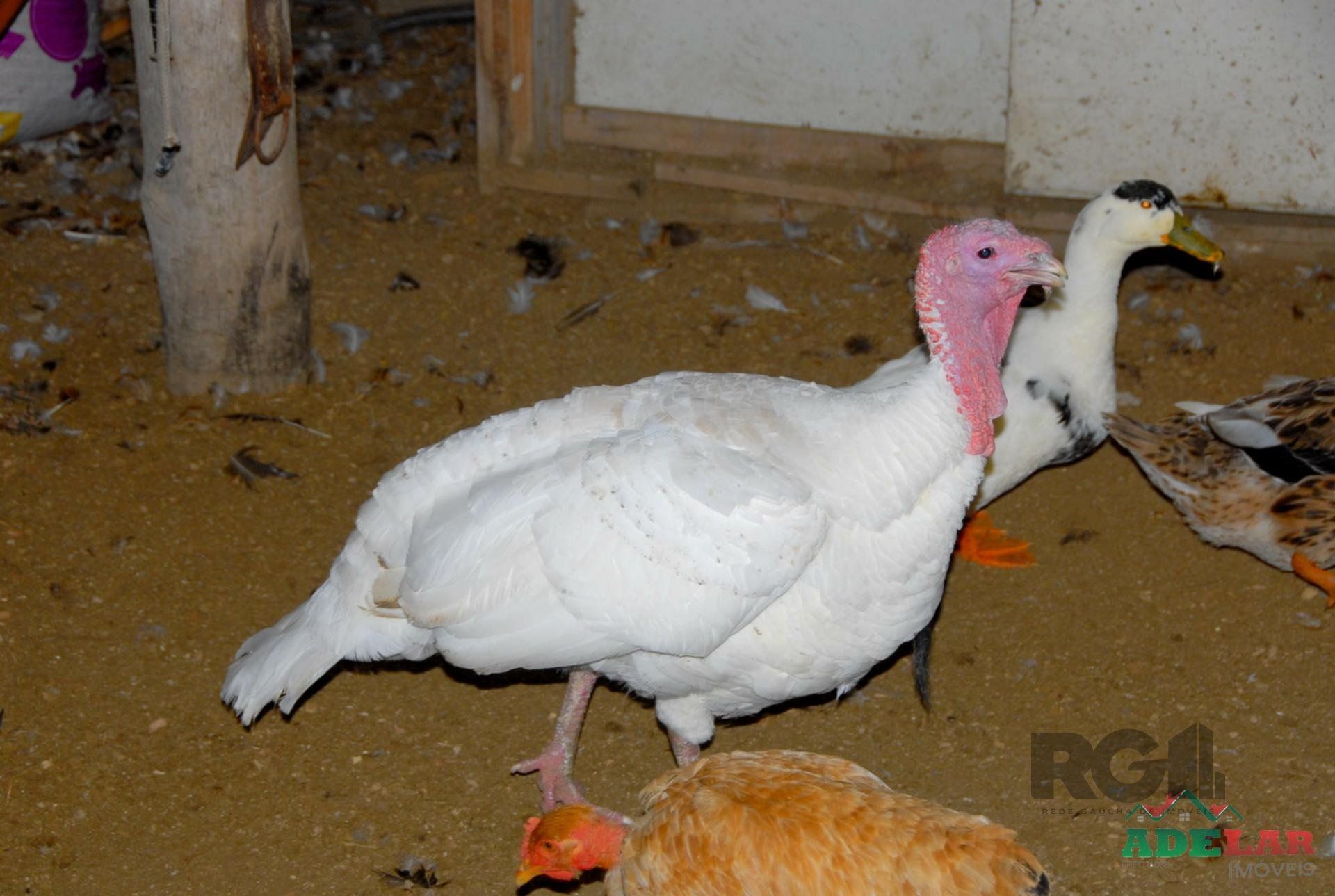 Chácara, 2 quartos, 2 hectares - Foto 30