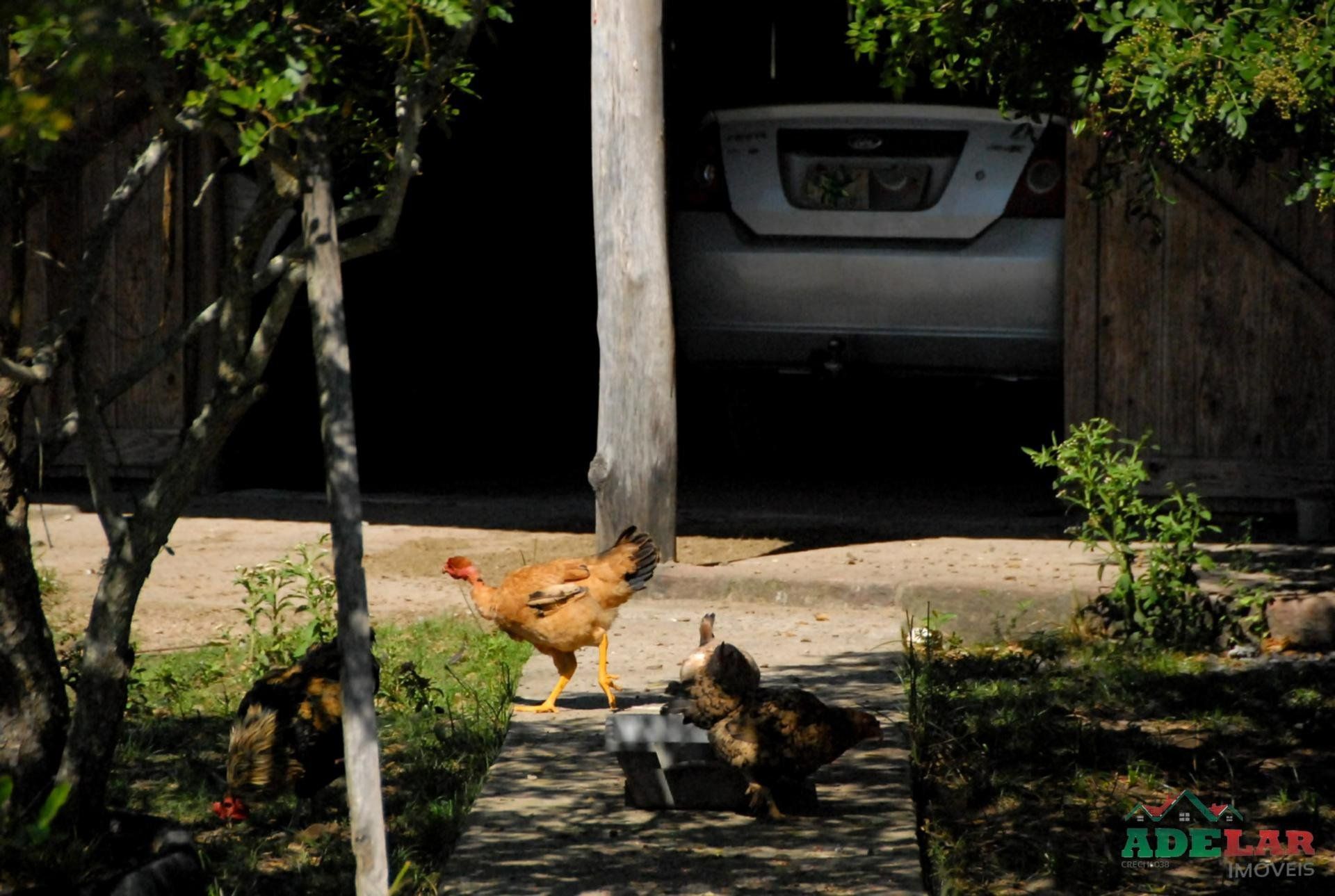 Chácara, 2 quartos, 2 hectares - Foto 35