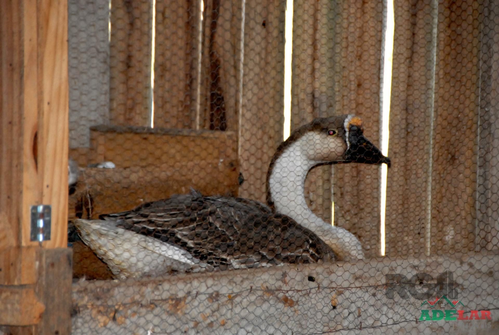 Chácara, 2 quartos, 2 hectares - Foto 26