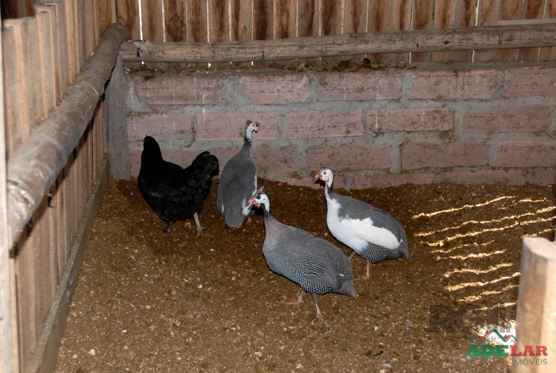 Chácara, 2 quartos, 2 hectares - Foto 24