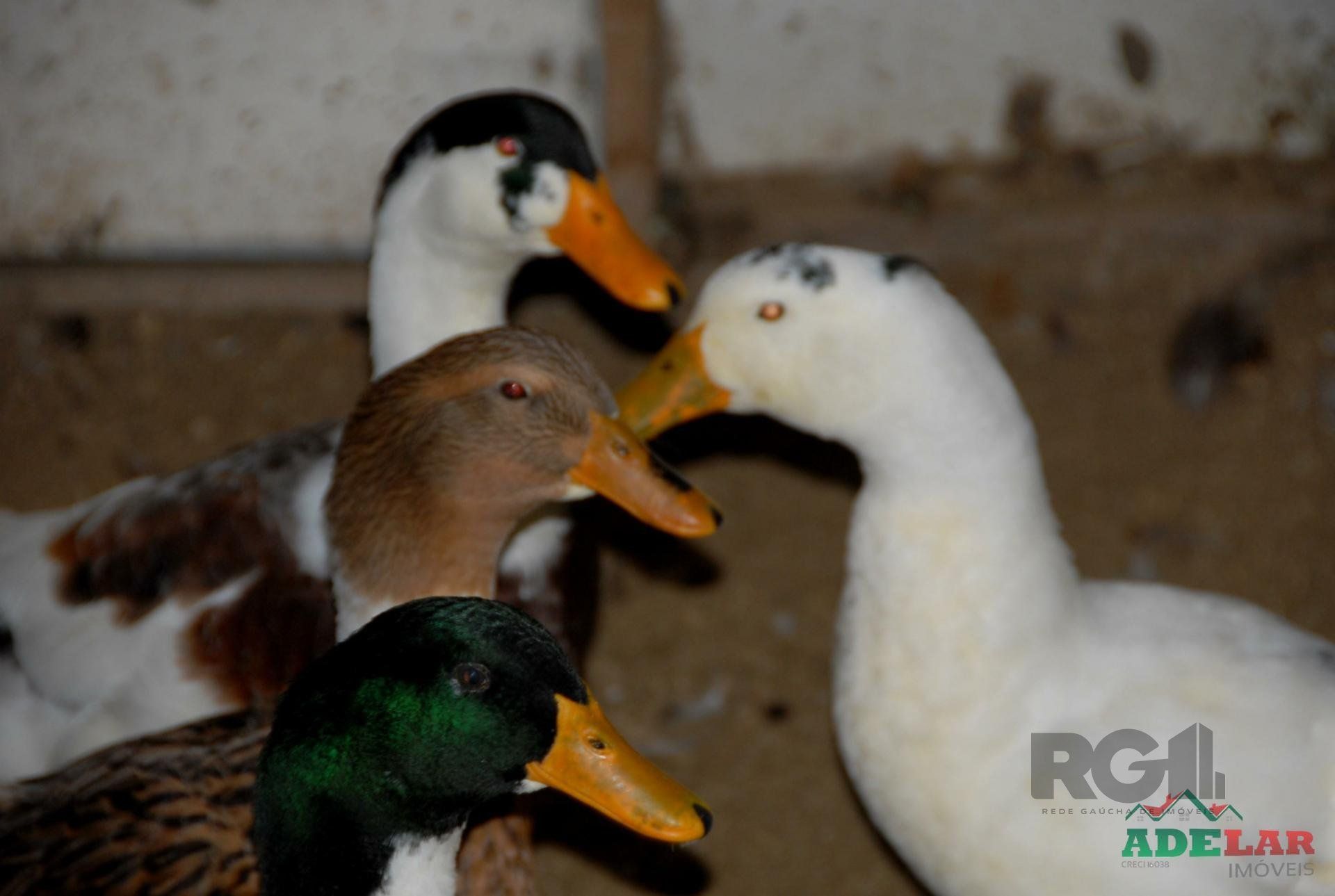 Chácara, 2 quartos, 2 hectares - Foto 28