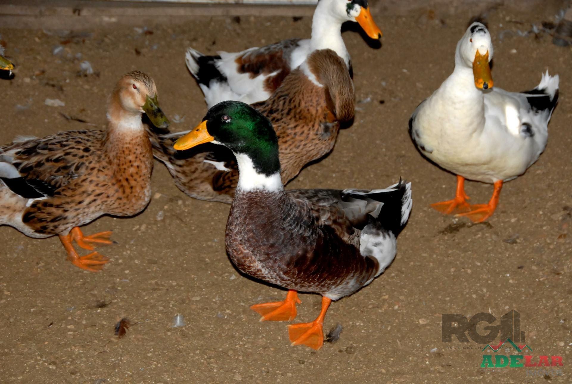 Chácara, 2 quartos, 2 hectares - Foto 29