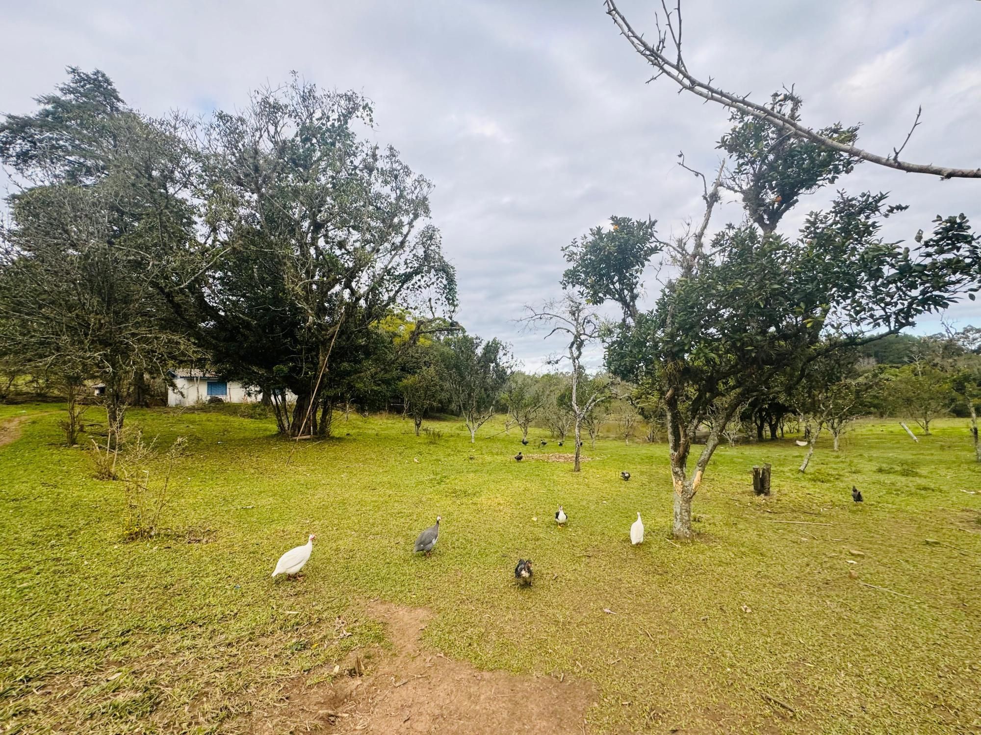 Chácara à venda com 2 quartos, 1m² - Foto 16