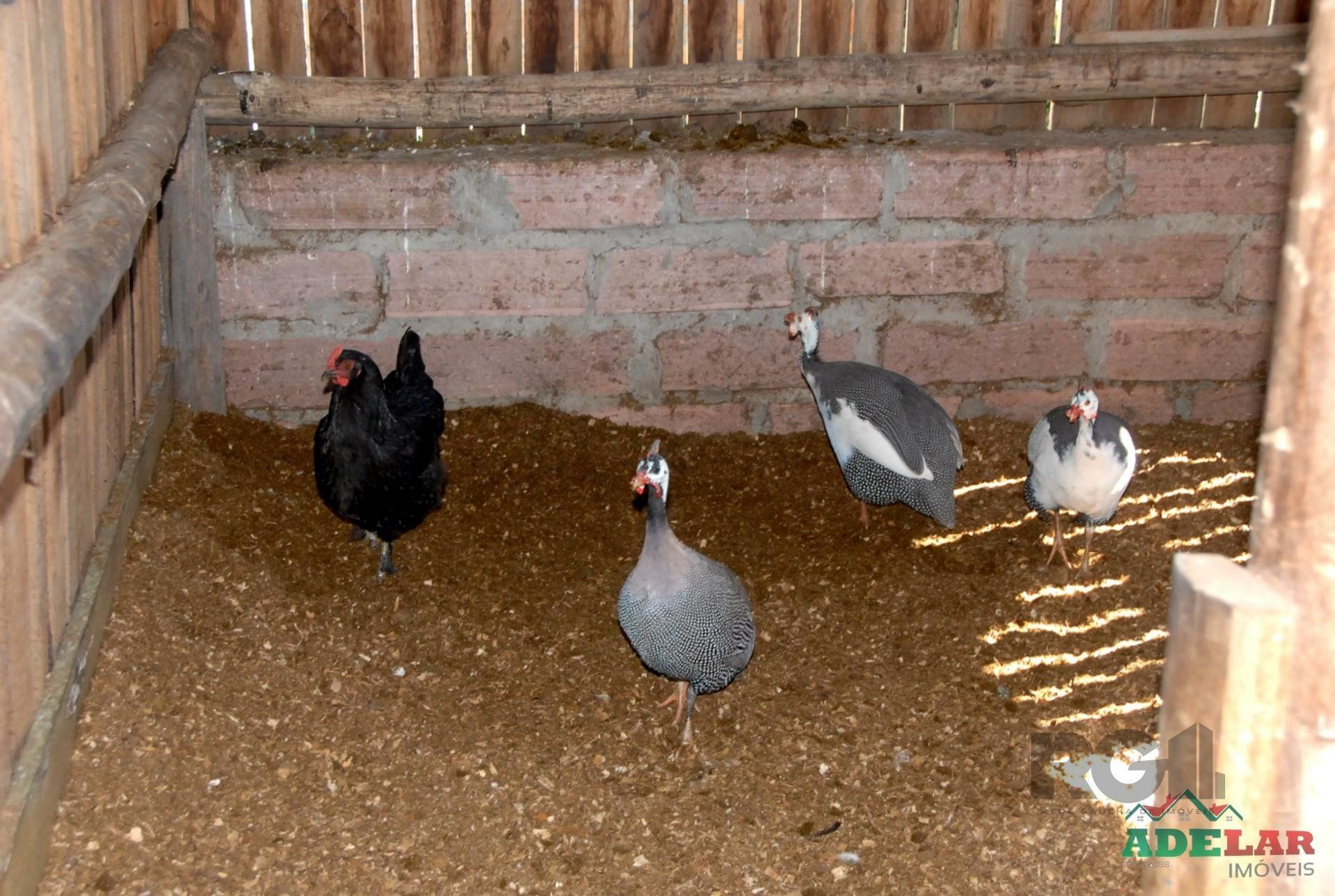 Chácara, 2 quartos, 2 hectares - Foto 23