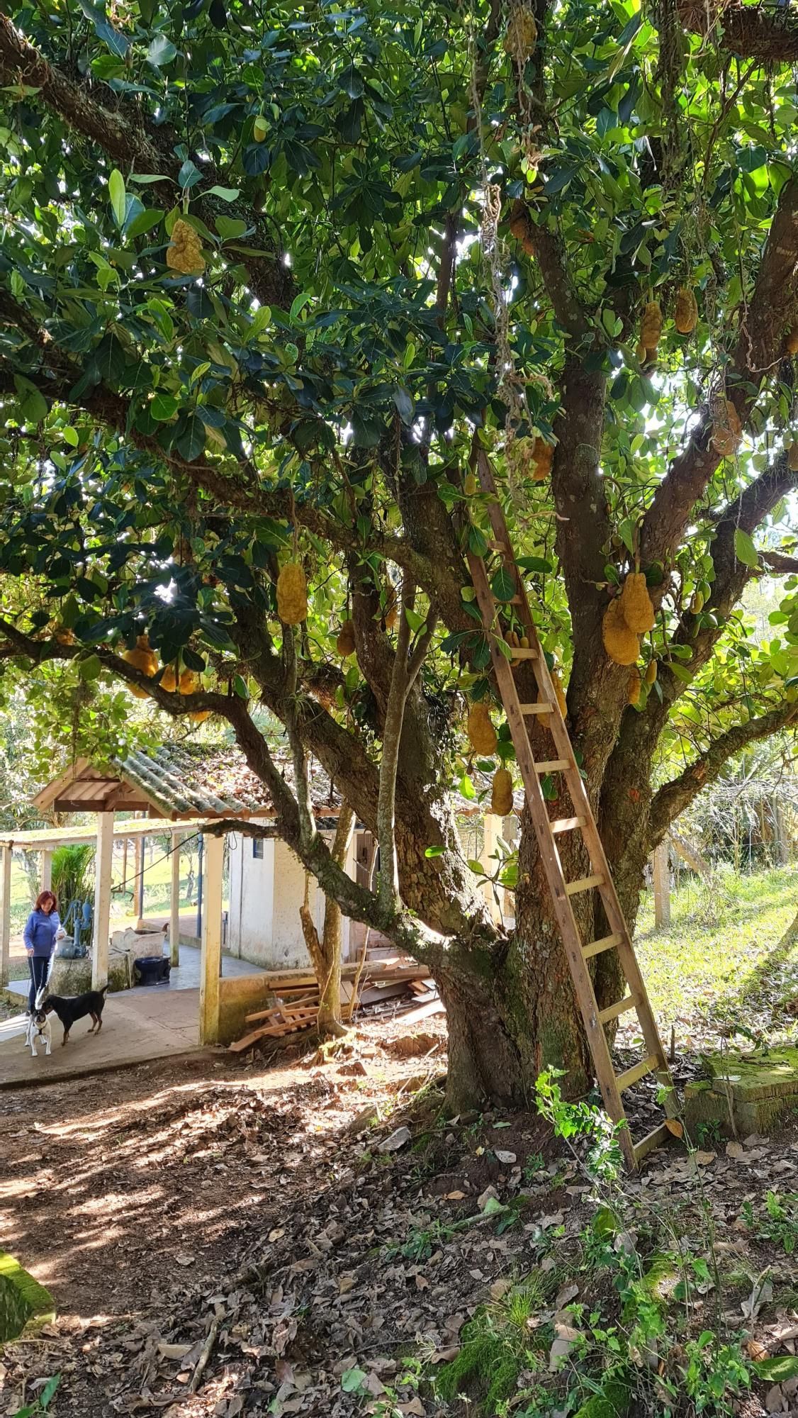 Chácara à venda com 2 quartos, 1m² - Foto 11