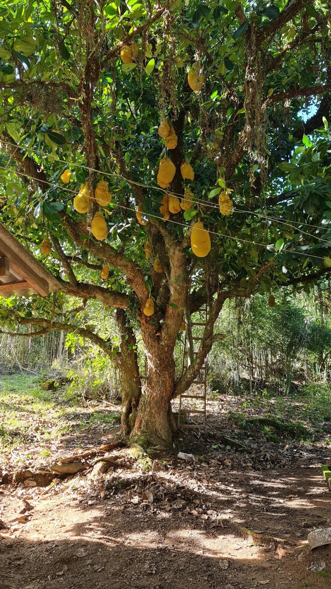 Chácara à venda com 2 quartos, 1m² - Foto 12