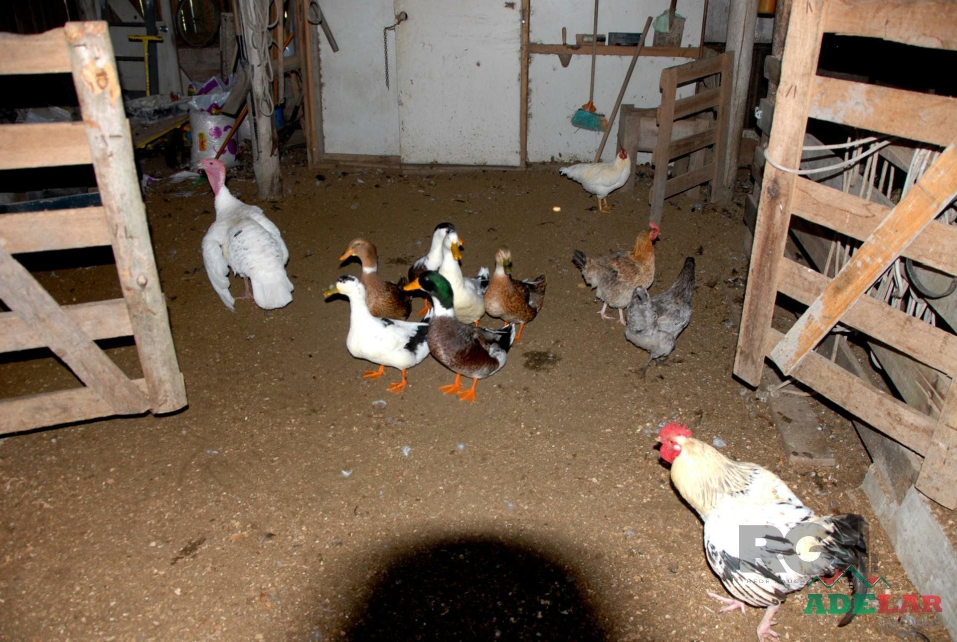 Chácara, 2 quartos, 2 hectares - Foto 22