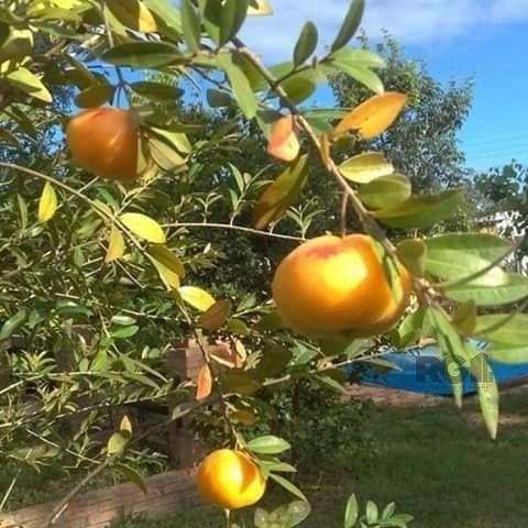 Casa de Condomínio, 2 quartos - Foto 1