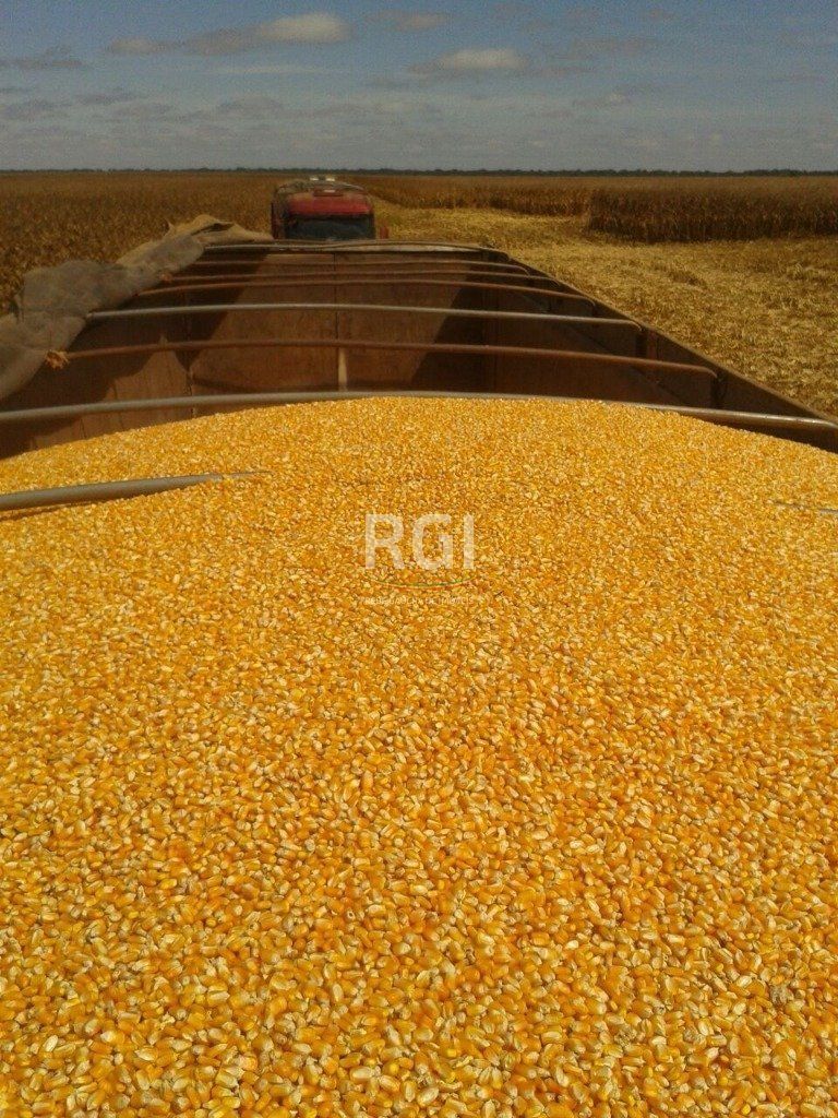 Terreno, 1050 hectares - Foto 12