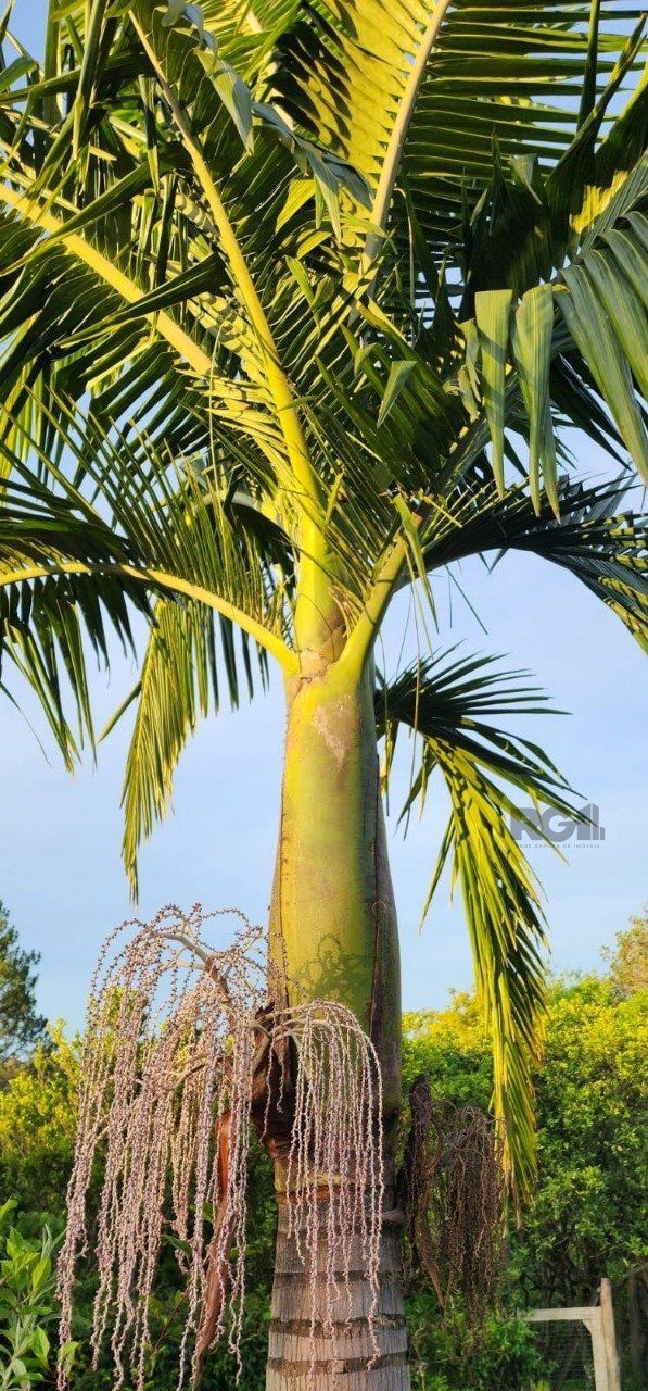 Chácara, 3 quartos, 3 hectares - Foto 7