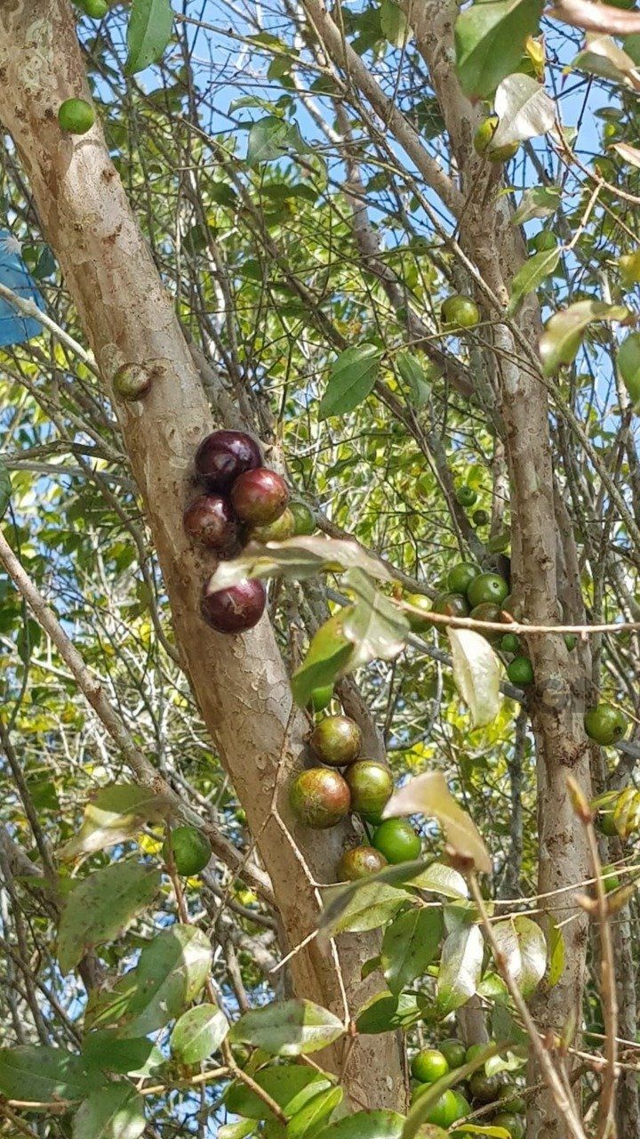 Chácara, 3 quartos, 3 hectares - Foto 15