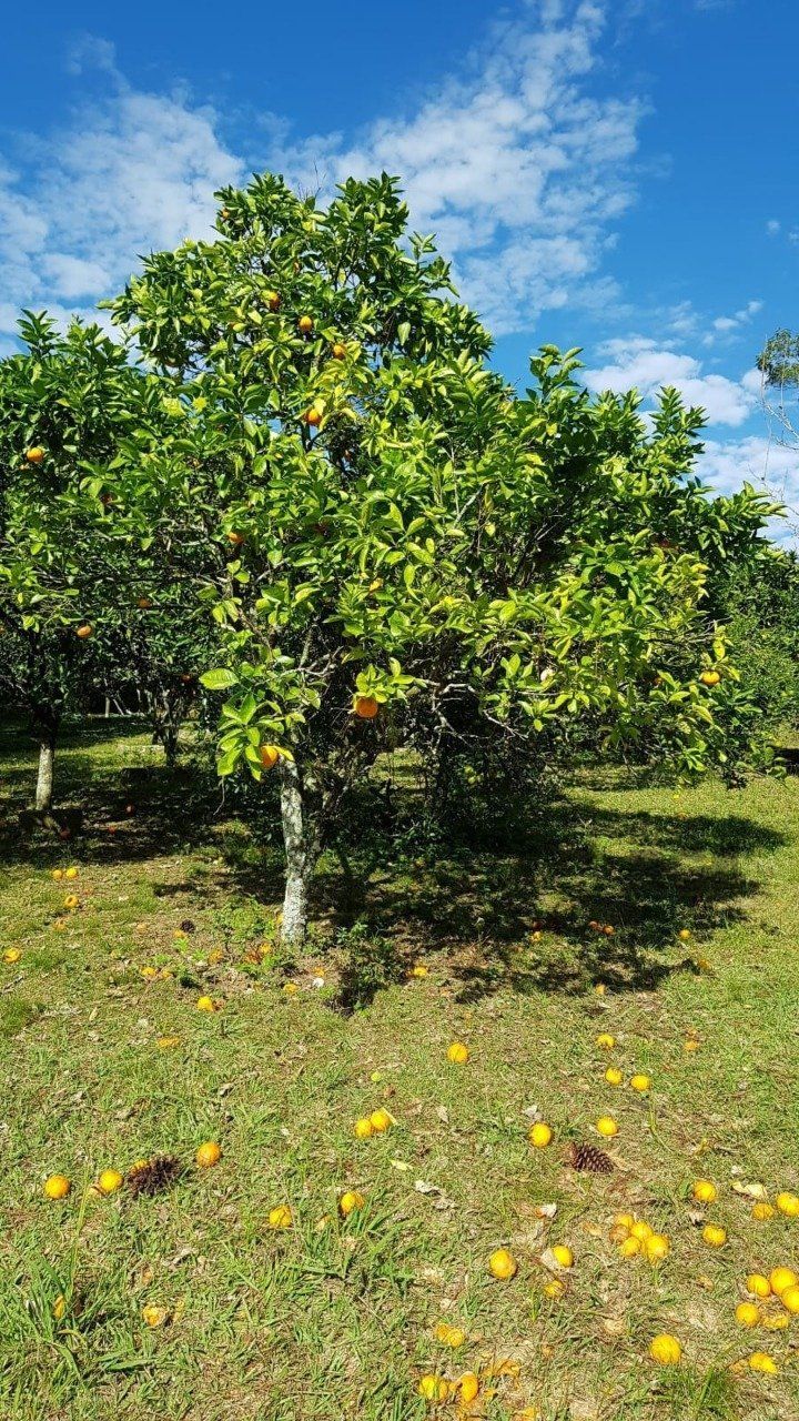 Chácara, 3 quartos, 3 hectares - Foto 12