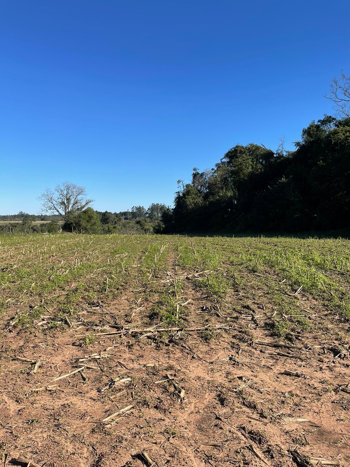 Terreno com 2.4 hectares faixa de Taquara — foto 4